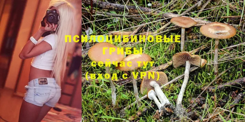 купить наркоту  Бахчисарай  Галлюциногенные грибы Psilocybe 